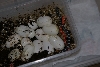 Baby corn 6_30_06