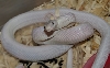05 leucistic rat snake