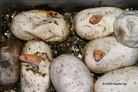 Albino sonoran Nov 11___ 3 heads out