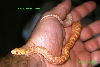 Albino sonoran Nov 11 ___ One day old on hand