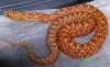 Albino Sonoran Nov 11 ___ One day old in box
