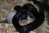 MBK Eat Rat