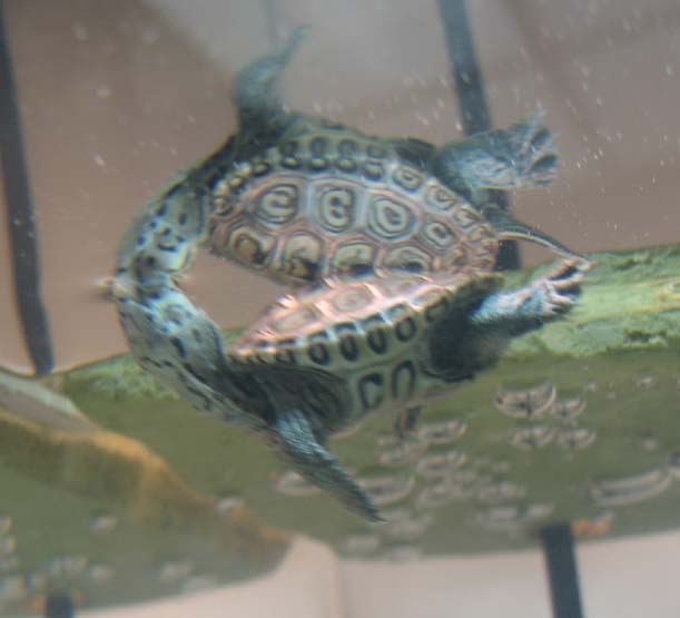 DBT Pic 5