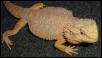 Beardie Male
