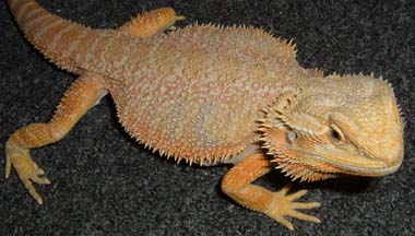 Beardie Male