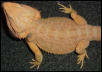 Yellow Desert Male