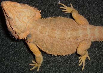 Yellow Desert Male