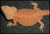 RedXYellow Desert Female