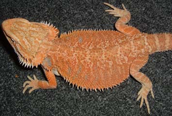 RedXYellow Desert Female