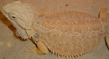 yellow Desert Mom