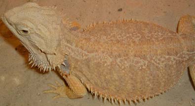 yellow Desert Mom