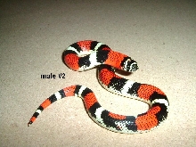 Hotlips5202006