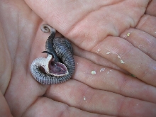 Eastern hoggie plays dead