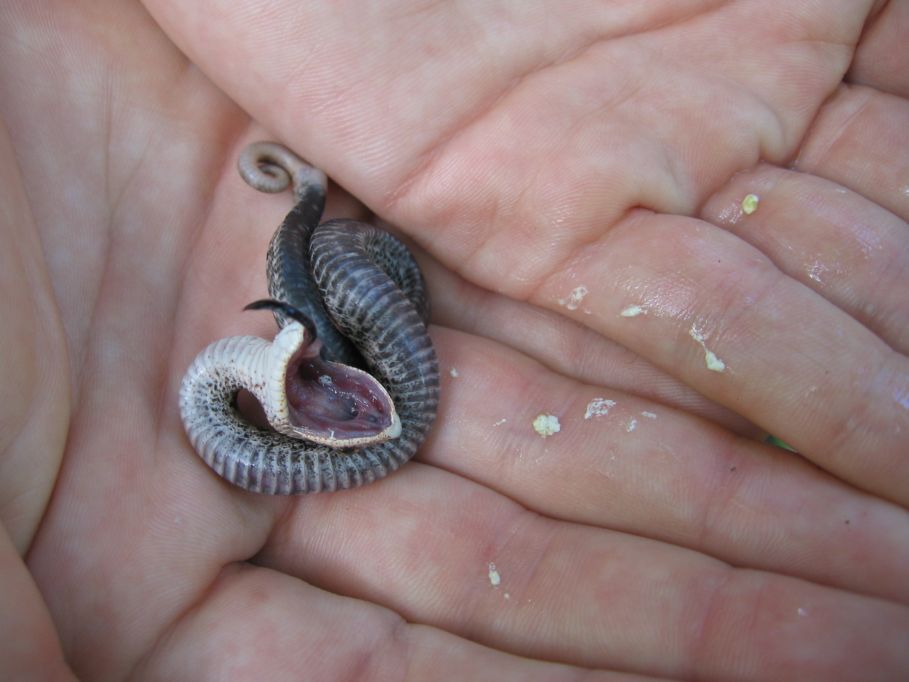 Eastern hoggie plays dead