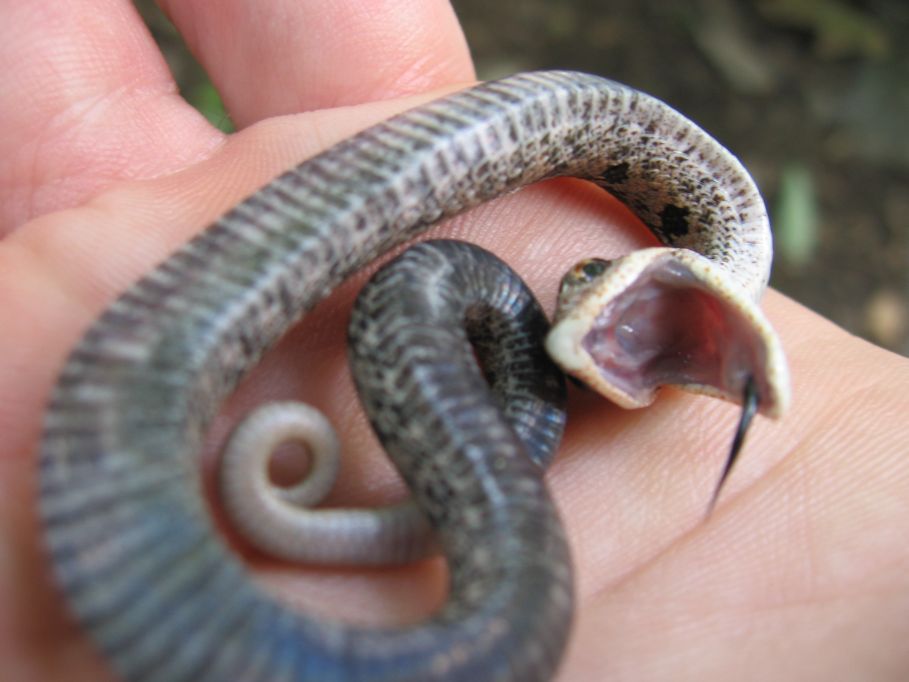 Eastern hoggie baby