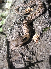 Eastern Hoggie