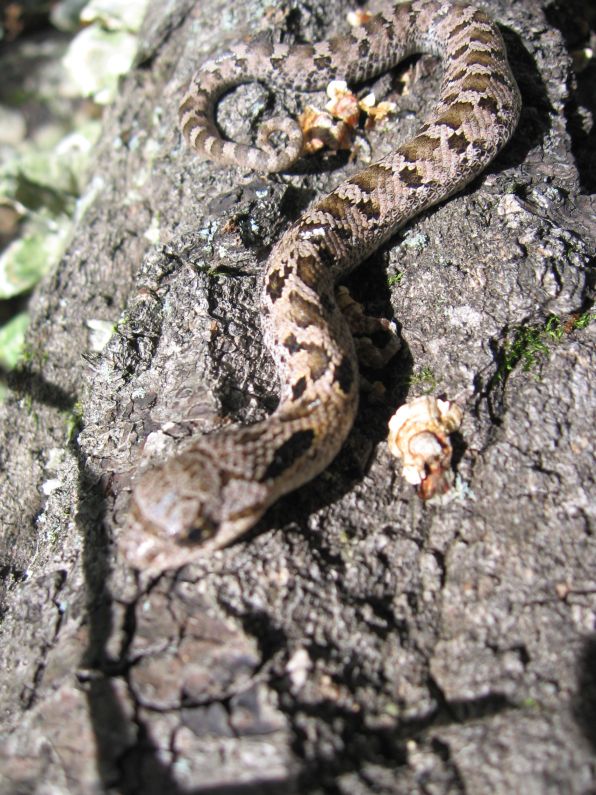 Eastern Hoggie