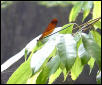 Pretty orange and blue damselfly