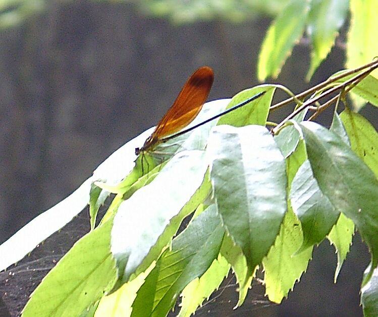 Pretty orange and blue damselfly