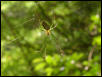 pretty Japanese spider
