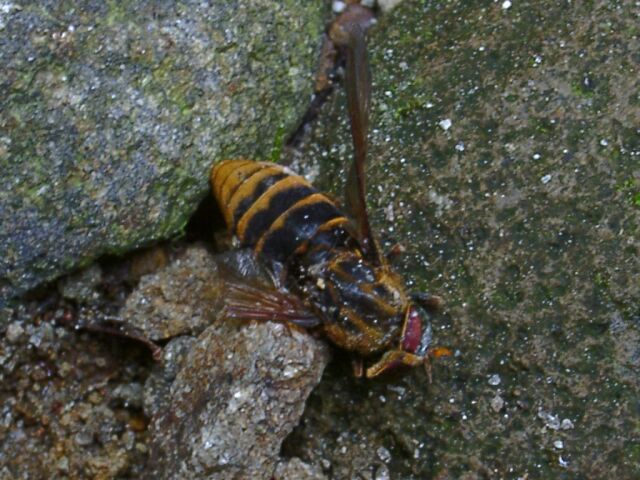Huge Fly from Japan - identity?