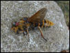 Japanese fly - another view