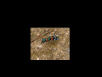 Amazing Tiger Beetle