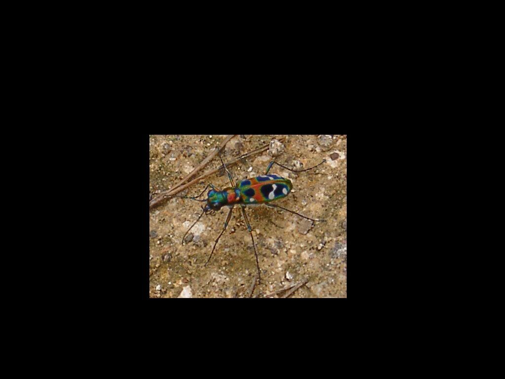 Amazing Tiger Beetle