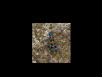 Tiger beetle 2