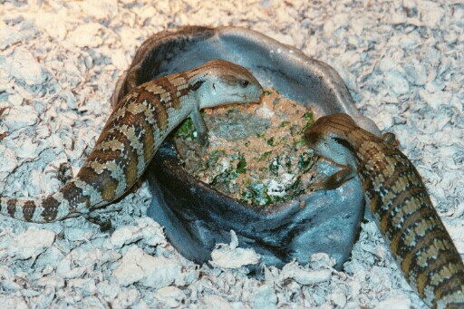 Babie Eating
