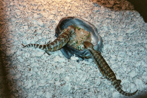 Babie Eating 2