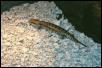 Carpuzi