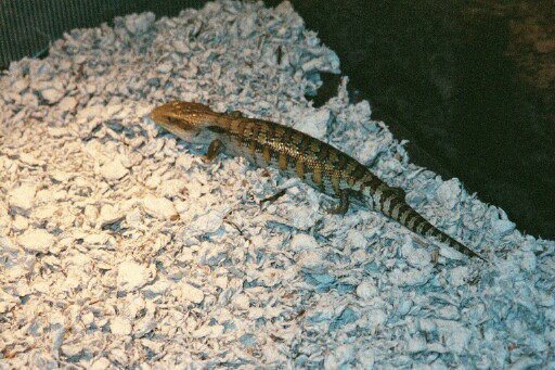 Carpuzi