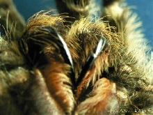 Lasiodora parahybana dogtooth