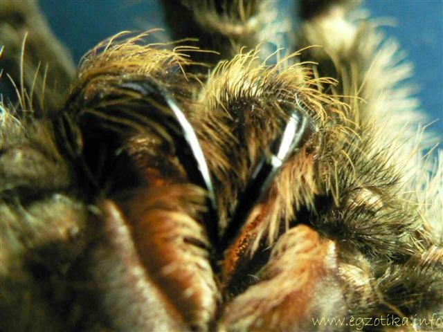 Lasiodora parahybana dogtooth