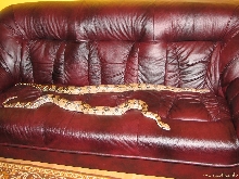 Boa constrictor imperator 150cm