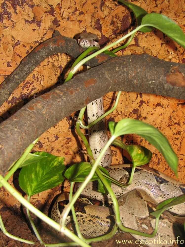 Boa like cobra
