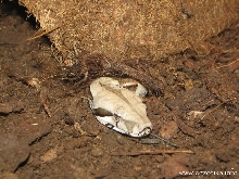 Furtive boa