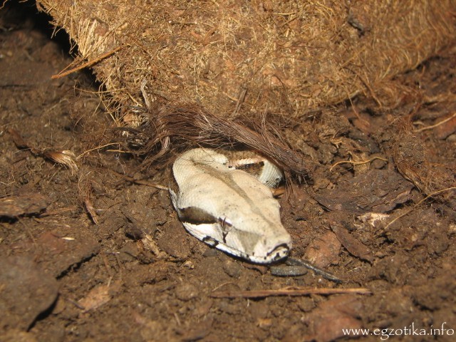 Furtive boa