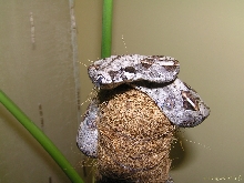 Boa constrictor imperator sitter