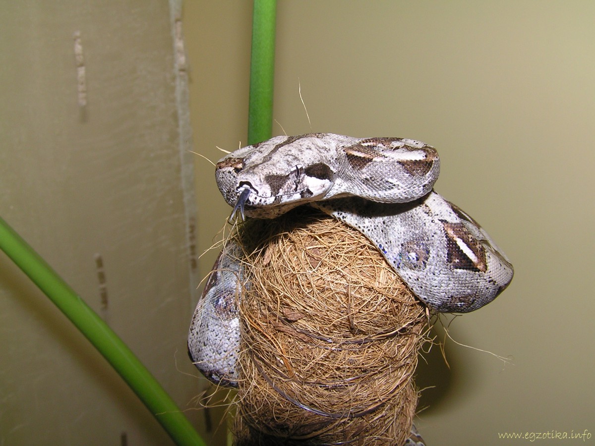 Boa constrictor imperator sitter