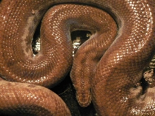 Columbian Rainbow Boa - Epicrates cenchria maurus