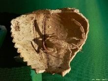 Tityus falconensis