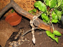 Boa constrictor imperator in terarium