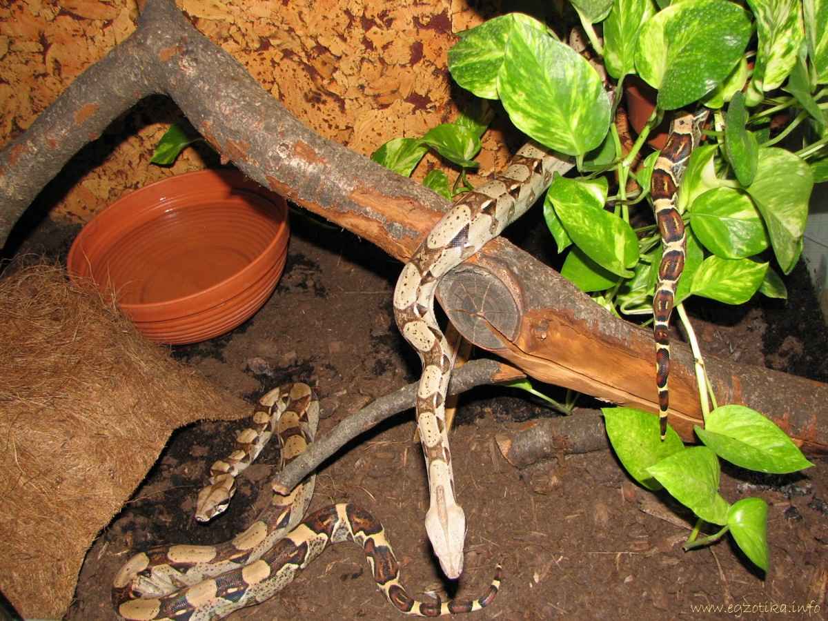 Boa constrictor imperator in terarium