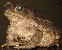 Bufo marinus