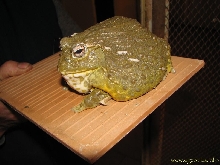 Pyxicephalus adspersus - African bullfrog