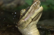 Caiman crocodilus