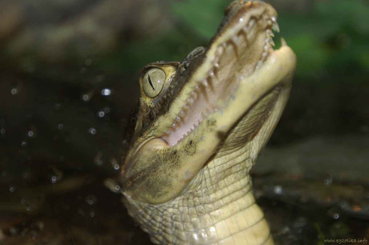 Caiman crocodilus
