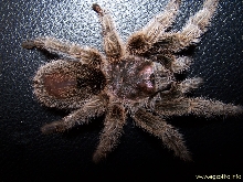 Grammastola rosea